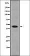 Corticosteroid 11-beta-dehydrogenase isozyme 2 antibody, orb338214, Biorbyt, Western Blot image 