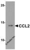C-C Motif Chemokine Ligand 2 antibody, 7201, ProSci, Western Blot image 