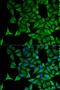 Keratin 20 antibody, orb129658, Biorbyt, Immunofluorescence image 