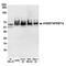 TNF Receptor Superfamily Member 14 antibody, A700-062, Bethyl Labs, Western Blot image 