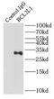 BCL2 Like 1 antibody, FNab00842, FineTest, Immunoprecipitation image 