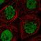 CDC Like Kinase 3 antibody, HPA046817, Atlas Antibodies, Immunofluorescence image 