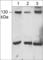 Junction Mediating And Regulatory Protein, P53 Cofactor antibody, JP3991, ECM Biosciences, Western Blot image 