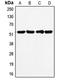 p53 antibody, LS-C352991, Lifespan Biosciences, Western Blot image 