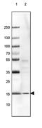 Ribosomal Protein S14 antibody, PA5-53823, Invitrogen Antibodies, Western Blot image 