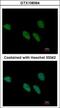 REX4 Homolog, 3'-5' Exonuclease antibody, GTX108364, GeneTex, Immunofluorescence image 