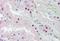 Homeobox D10 antibody, GTX88572, GeneTex, Immunohistochemistry paraffin image 