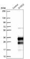 DPY30 Domain Containing 2 antibody, NBP2-38377, Novus Biologicals, Western Blot image 