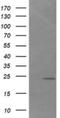 DAN Domain BMP Antagonist Family Member 5 antibody, NBP2-46426, Novus Biologicals, Western Blot image 