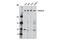 Filamin B antibody, 8949S, Cell Signaling Technology, Western Blot image 