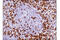 CD45 antibody, 55618S, Cell Signaling Technology, Immunohistochemistry paraffin image 