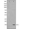 Cell Division Cycle 40 antibody, orb226857, Biorbyt, Western Blot image 