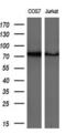 G1 To S Phase Transition 2 antibody, MA5-25581, Invitrogen Antibodies, Western Blot image 