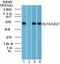 Kruppel Like Factor 4 antibody, TA337056, Origene, Western Blot image 