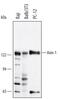 Axin 1 antibody, AF3287, R&D Systems, Western Blot image 