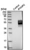 Interferon Gamma Receptor 2 antibody, HPA001535, Atlas Antibodies, Western Blot image 