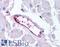 Hormonally Up-Regulated Neu-Associated Kinase antibody, LS-A6921, Lifespan Biosciences, Immunohistochemistry frozen image 