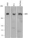UBR5 antibody, AF6404, R&D Systems, Western Blot image 