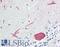 Arrestin Domain Containing 2 antibody, LS-B8533, Lifespan Biosciences, Immunohistochemistry frozen image 