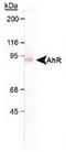 Aryl Hydrocarbon Receptor antibody, TA301733, Origene, Western Blot image 