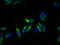 Potassium Voltage-Gated Channel Subfamily D Member 1 antibody, A52573-100, Epigentek, Immunofluorescence image 