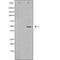 Cullin 3 antibody, orb229352, Biorbyt, Western Blot image 