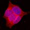 Solute Carrier Family 2 Member 2 antibody, MAB1440, R&D Systems, Immunofluorescence image 
