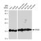 Ribosomal Protein S20 antibody, GTX03222, GeneTex, Western Blot image 
