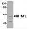 Hedgehog Acyltransferase Like antibody, MBS150347, MyBioSource, Western Blot image 