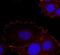 Protein Tyrosine Kinase 2 antibody, orb15015, Biorbyt, Immunofluorescence image 