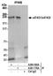 p220 antibody, A300-502A, Bethyl Labs, Immunoprecipitation image 