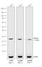 Rabbit IgG antibody, A10547, Invitrogen Antibodies, Western Blot image 