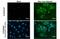 Zika Virus antibody, GTX634157, GeneTex, Immunofluorescence image 