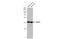 Vesicle Associated Membrane Protein 2 antibody, GTX634829, GeneTex, Western Blot image 