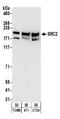 COP9 Signalosome Subunit 7B antibody, NBP2-22162, Novus Biologicals, Western Blot image 