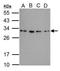 RWD Domain Containing 3 antibody, GTX121303, GeneTex, Western Blot image 