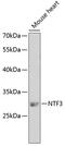Neurotrophin 3 antibody, 18-981, ProSci, Western Blot image 