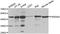 PARD6A antibody, TA327500, Origene, Western Blot image 
