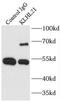 Kelch Like Family Member 21 antibody, FNab04619, FineTest, Immunoprecipitation image 
