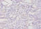 Ferritin Light Chain antibody, A52585-100, Epigentek, Immunohistochemistry paraffin image 