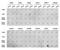 Histone Cluster 4 H4 antibody, GTX33909, GeneTex, Dot Blot image 