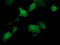 STAT5A antibody, TA502814, Origene, Immunofluorescence image 