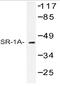 5-Hydroxytryptamine Receptor 1A antibody, AP06769PU-N, Origene, Western Blot image 