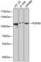 Phosphodiesterase 4D antibody, 15-277, ProSci, Western Blot image 