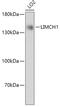 LIM And Calponin Homology Domains 1 antibody, 18-026, ProSci, Western Blot image 