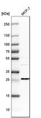 Epithelial membrane protein 2 antibody, HPA014711, Atlas Antibodies, Western Blot image 