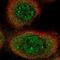 SKI/DACH Domain Containing 1 antibody, NBP1-81892, Novus Biologicals, Immunofluorescence image 