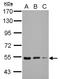 Kelch Repeat And BTB Domain Containing 4 antibody, LS-C155275, Lifespan Biosciences, Western Blot image 