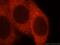 CD33 Molecule antibody, 17425-1-AP, Proteintech Group, Immunofluorescence image 
