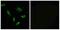 ACSB antibody, A30575, Boster Biological Technology, Immunofluorescence image 